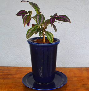 Send a Persian Shield Plant also known as (Strobilanthes dyerianus). Delivery in Mauritius