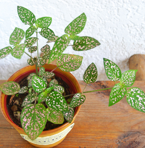 Send a Polka Dot Plant also known as Hypoestes phyllostachya. Delivery in Mauritius