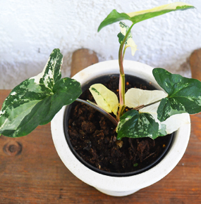 Send a Syngonium Albo Plant. Delivery in Mauritius