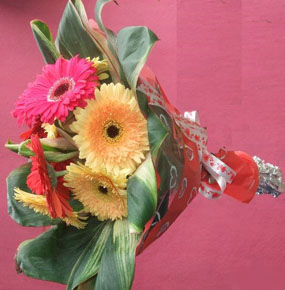 Wrapped Gerberas